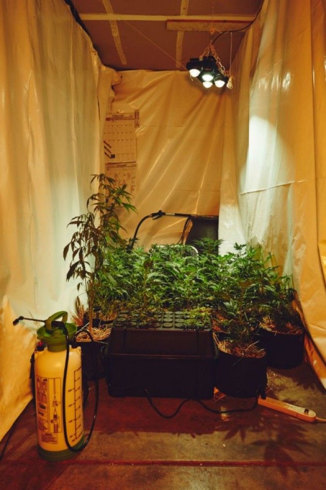 Как калифорнийские монахини выращивают марихуану 48