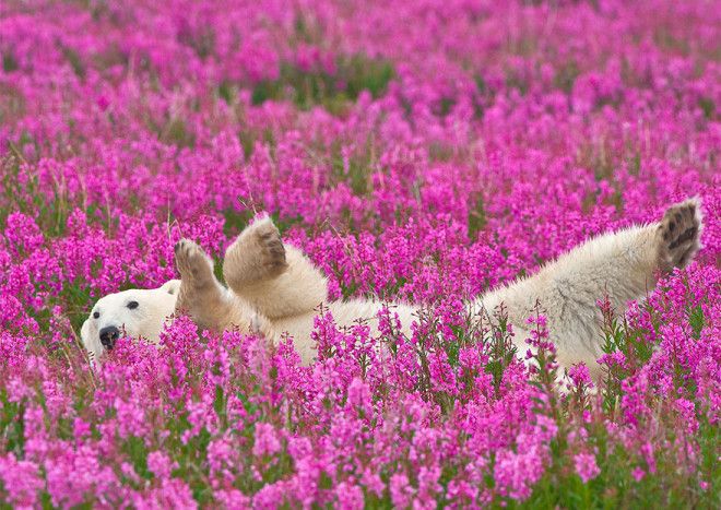 Белые медведи не в снегу, но в цветах: такого вы еще не видели 34