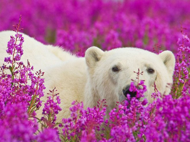 Белые медведи не в снегу, но в цветах: такого вы еще не видели 36