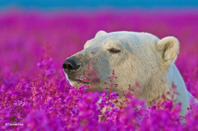 Белые медведи не в снегу, но в цветах: такого вы еще не видели 43