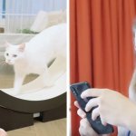 Корейцы придумали умный тренажёр для толстых котов. Осталось убедить пушистых, что они хотят худеть