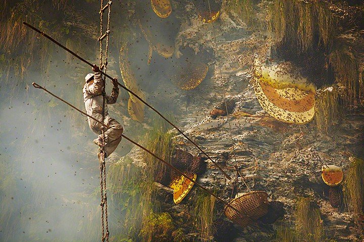 “Сладкое золото”: история о том, как добывают дикий мед в Непале 32