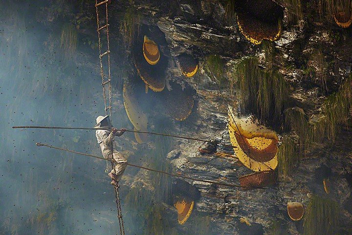 “Сладкое золото”: история о том, как добывают дикий мед в Непале 35