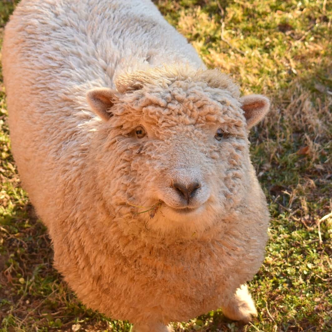 25 овечек породы бэбидолл, чей облик заставит любых котиков молча мурчать в сторонке 84
