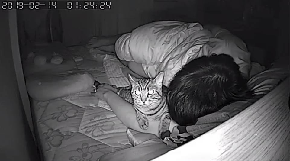 Парень установил в спальне скрытую камеру и узнал, как кот относится к нему по ночам 32