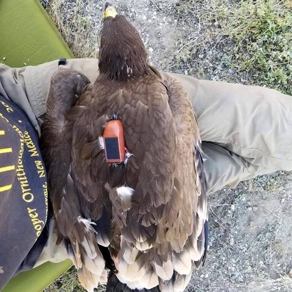 Орнитолог разоблачил историю про орла, который летал по миру с трекером 20 лет. Да, похоже, это был фейк 12
