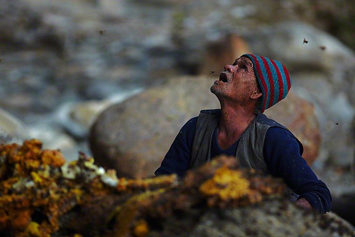 “Сладкое золото”: история о том, как добывают дикий мед в Непале 37