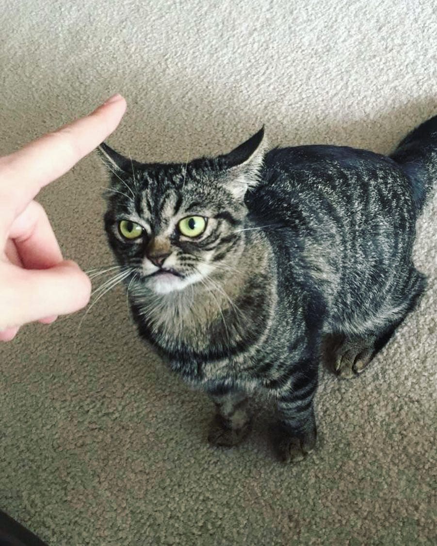 Угрюмая кошка стала новым мемом, который показывает вселенскую ненависть к понедельникам 25