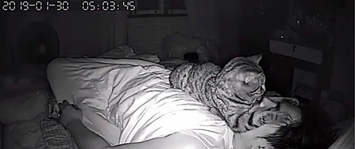 Парень установил в спальне скрытую камеру и узнал, как кот относится к нему по ночам 33