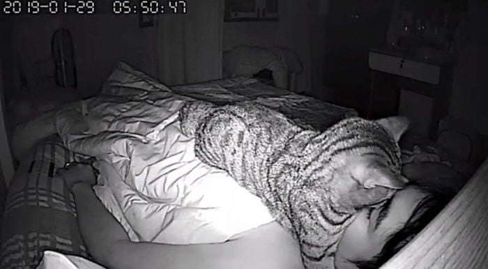 Парень установил в спальне скрытую камеру и узнал, как кот относится к нему по ночам 34