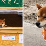 Этот японский пёс породы сиба-ину продаёт жареный картофель и не даёт сдачу, потому что у него лапки
