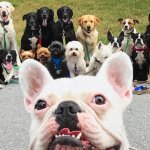 Нью-Йоркская организация по выгулу собак делает крутейшие псовые селфи, и их Инстаграм фееричен!