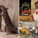 Индийский храм, где поклоняются живым крысам