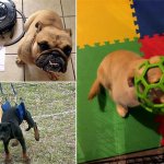 17 забавных снимков собак, которые сделали нечто, о чем пожалели