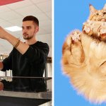 «Взгляд снизу»: фотограф из Литвы создал необычный проект, вдохновившись котами на стеклянных столах