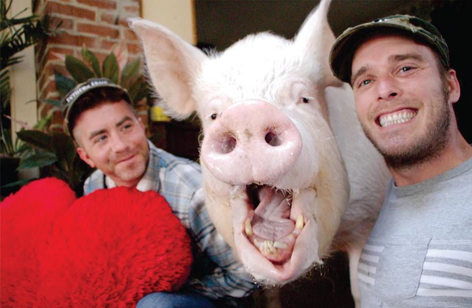 Канадцы думали, что купили мини-свинью, которая выросла совсем не мини. Но хозяев это не смутило 43