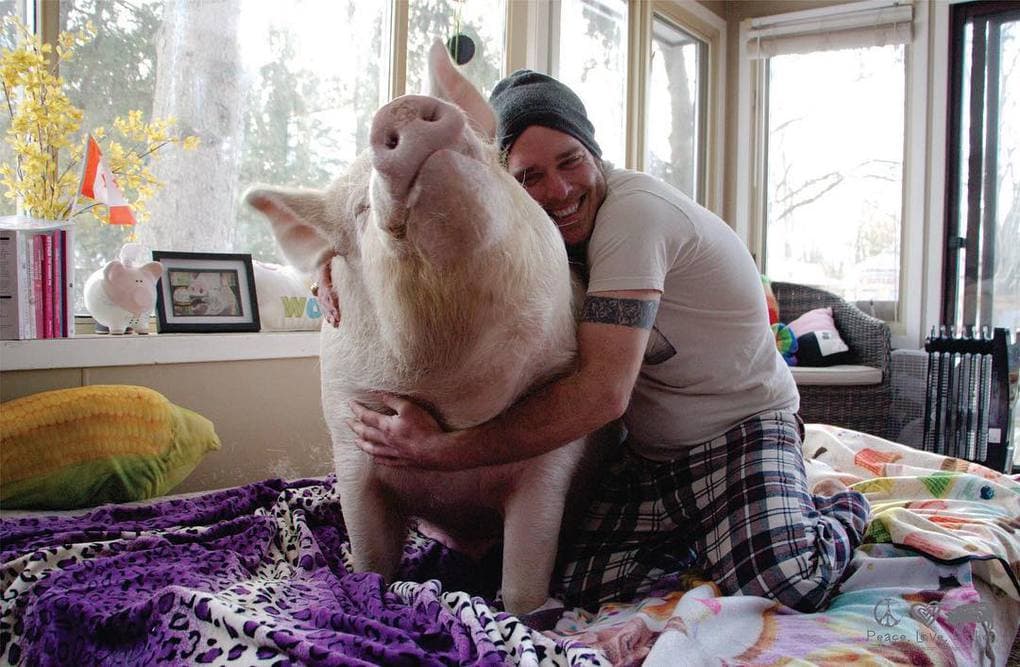 Канадцы думали, что купили мини-свинью, которая выросла совсем не мини. Но хозяев это не смутило 52