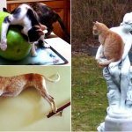 16 смешных фото, демонстрирующих, что делают животные, когда никто не видит