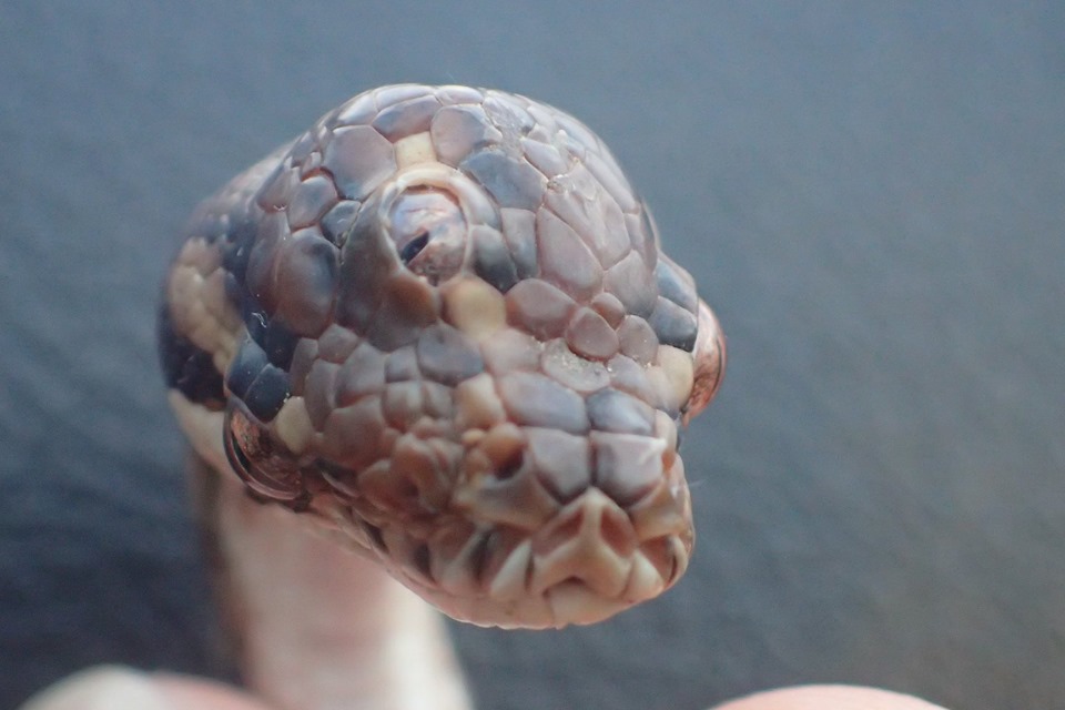 “Настоящее чудище”: в Австралии нашли уникальную трехглазую змею 16