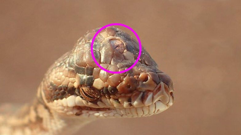 “Настоящее чудище”: в Австралии нашли уникальную трехглазую змею 20
