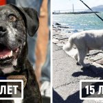 20 взрослых собак, которые тщательно скрывают свой возраст за горящими глазами и виляющим хвостом