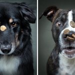 15 забавных собак, которые пытаются поймать еду