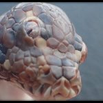 “Настоящее чудище”: в Австралии нашли уникальную трехглазую змею