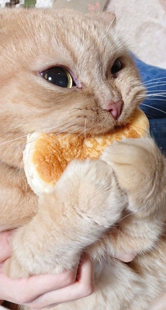 Боря, отдай булку! или почему кошки так любят хлеб 31