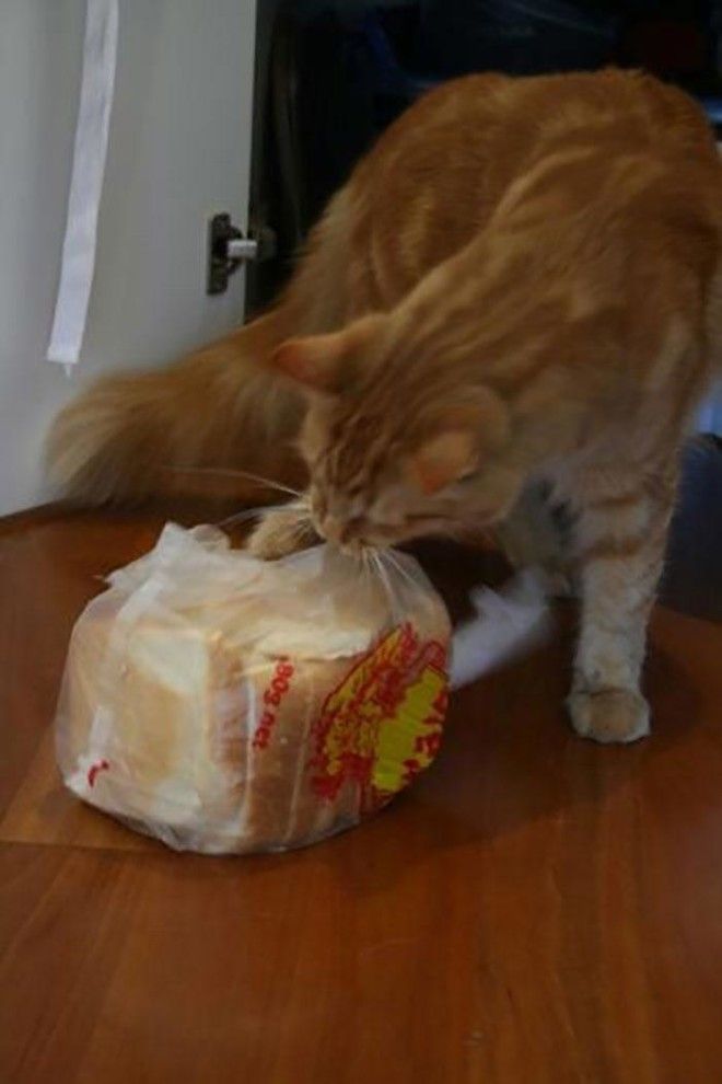 Боря, отдай булку! или почему кошки так любят хлеб 29