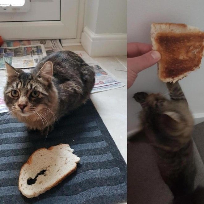 Боря, отдай булку! или почему кошки так любят хлеб 34