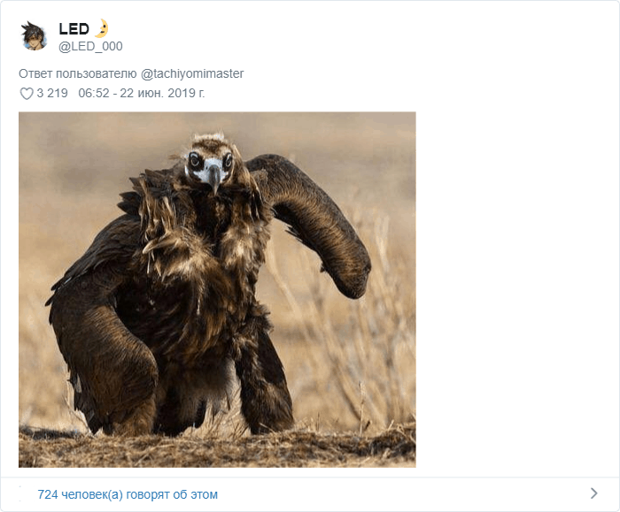 «Мускулистая ворона» покорила соцсети: пользователи рисуют арты, а учёные пытаются объяснить её позу 54