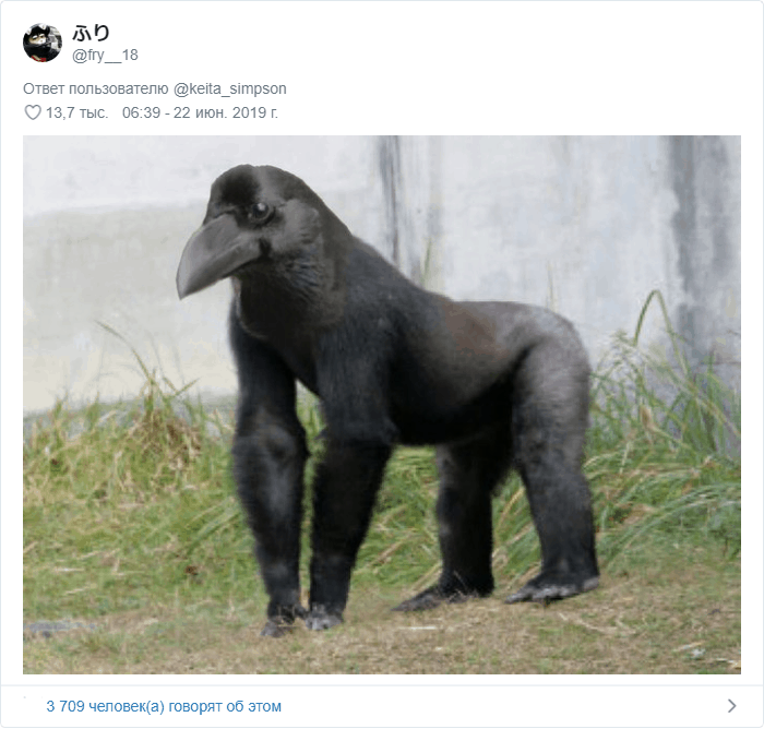 «Мускулистая ворона» покорила соцсети: пользователи рисуют арты, а учёные пытаются объяснить её позу 53