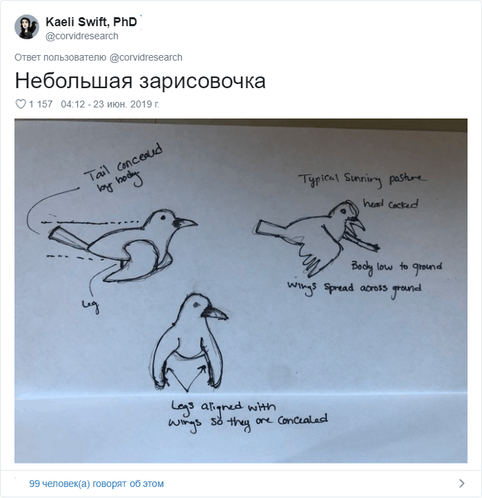 «Мускулистая ворона» покорила соцсети: пользователи рисуют арты, а учёные пытаются объяснить её позу 59