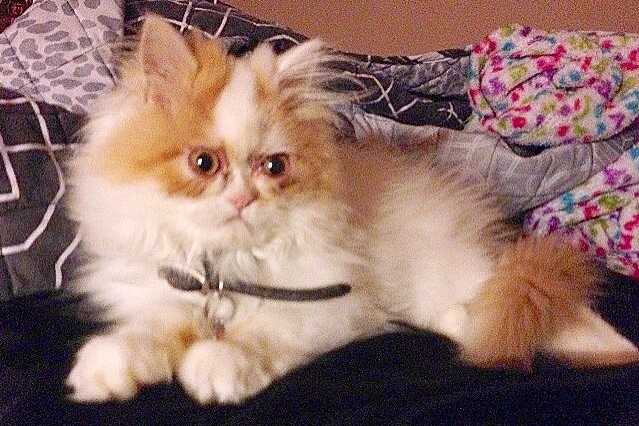 Кот по кличке Луи настолько суров, что выглядит как ненависть ко всему живому. Только с хвостиком 41