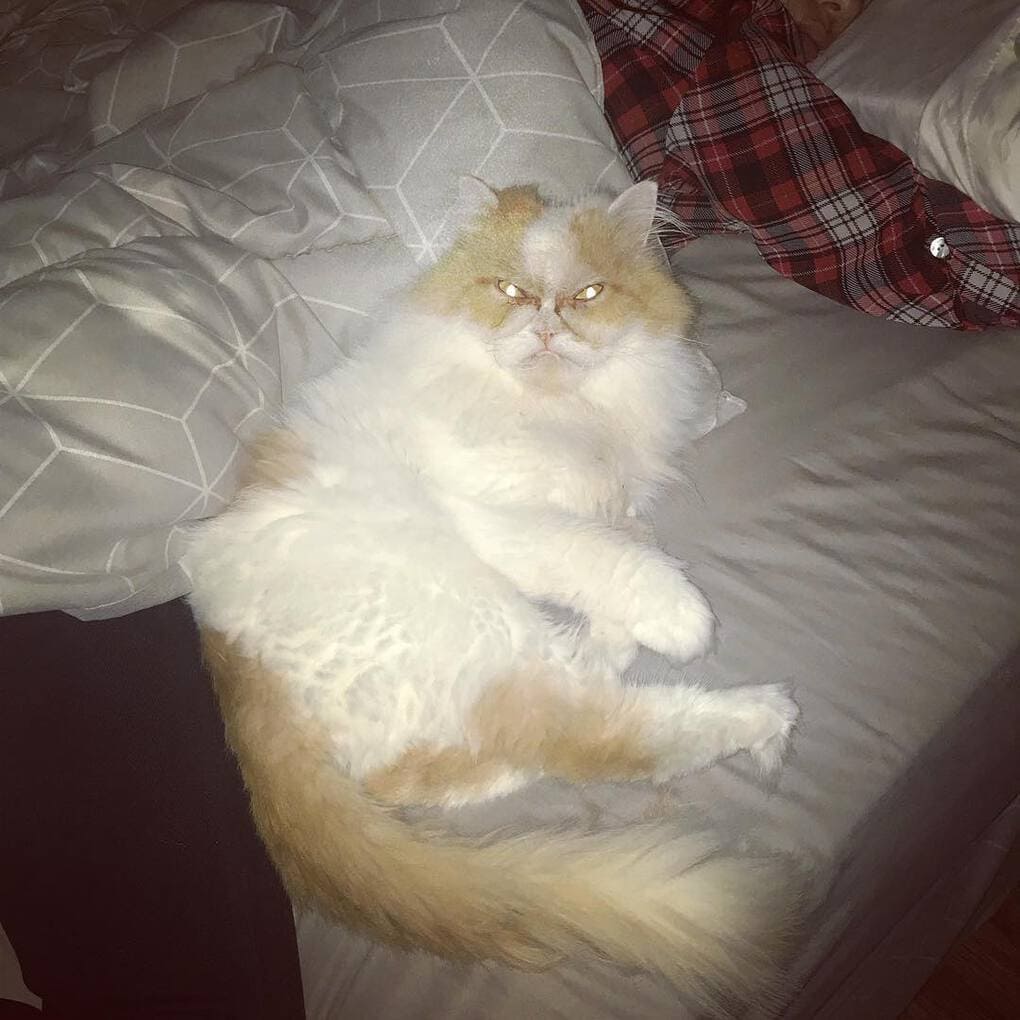 Кот по кличке Луи настолько суров, что выглядит как ненависть ко всему живому. Только с хвостиком 50