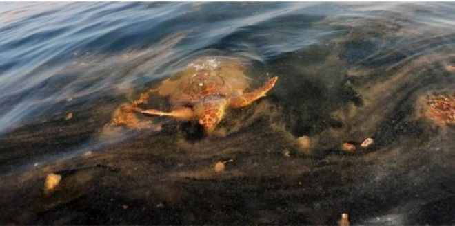 Тревожные фото, показывающие, насколько загрязнены водные ресурсы Земли 46