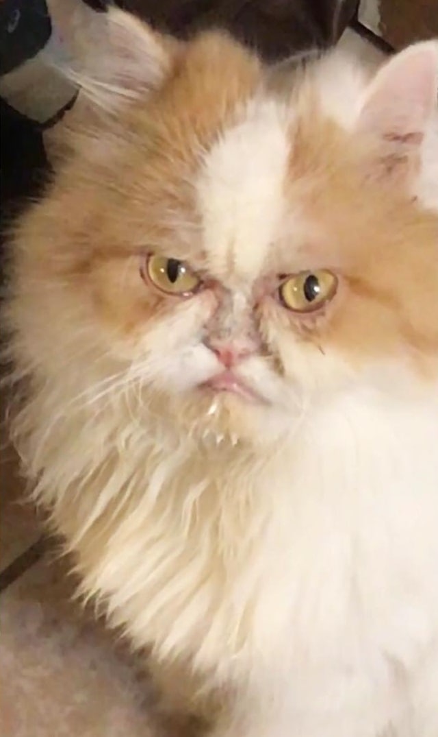 Кот по кличке Луи настолько суров, что выглядит как ненависть ко всему живому. Только с хвостиком 48