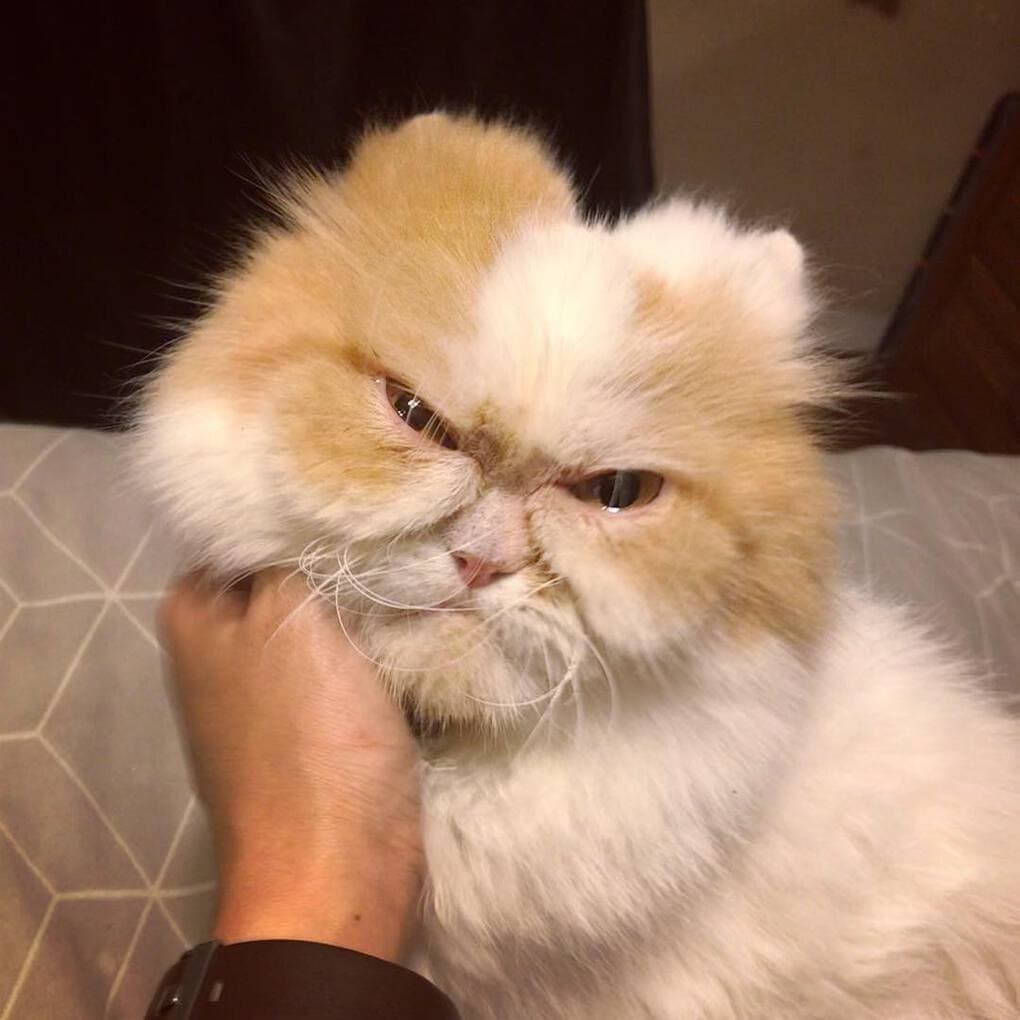 Кот по кличке Луи настолько суров, что выглядит как ненависть ко всему живому. Только с хвостиком 46