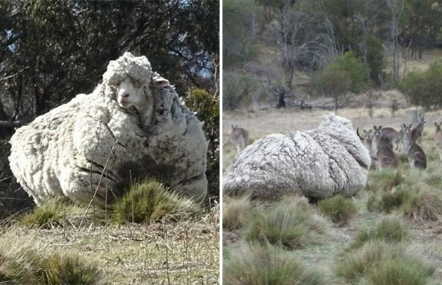 5 лет спустя: как может выглядеть овца, отбившаяся от стада 25