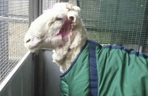 5 лет спустя: как может выглядеть овца, отбившаяся от стада 32