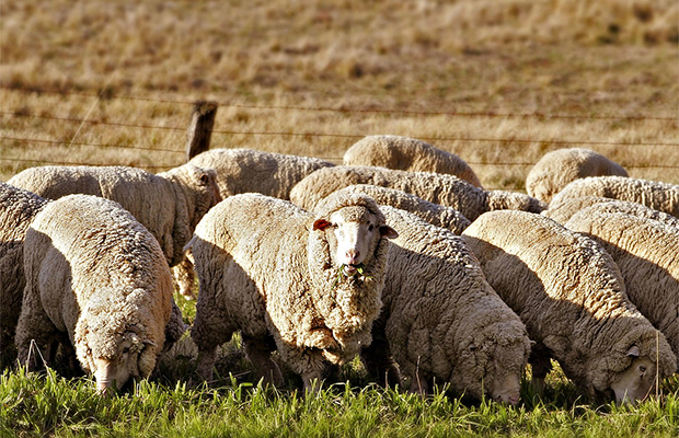 5 лет спустя: как может выглядеть овца, отбившаяся от стада 26