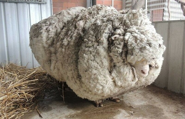 5 лет спустя: как может выглядеть овца, отбившаяся от стада 28