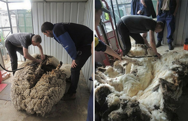 5 лет спустя: как может выглядеть овца, отбившаяся от стада 31