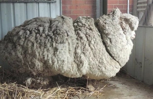 5 лет спустя: как может выглядеть овца, отбившаяся от стада 30
