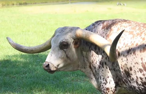 Гигантский бык стал мировым рекордсменом 38