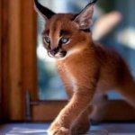 Котята каракала — одни из самых чудесных созданий на Земле