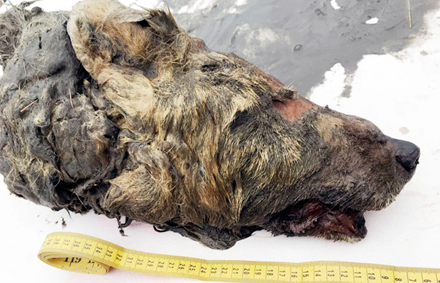 Голова волка пролежала в мерзлоте 40 тысяч лет 10