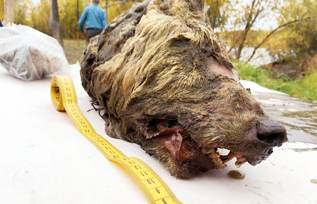 Голова волка пролежала в мерзлоте 40 тысяч лет 12