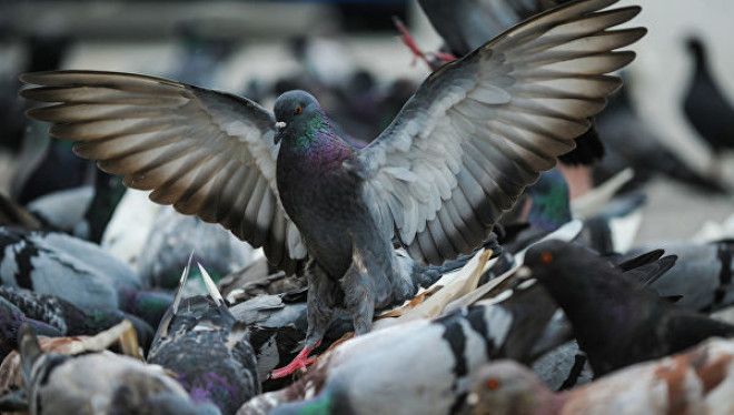 Санкции городских властей против голубей: чем птица мира насолила людям 31