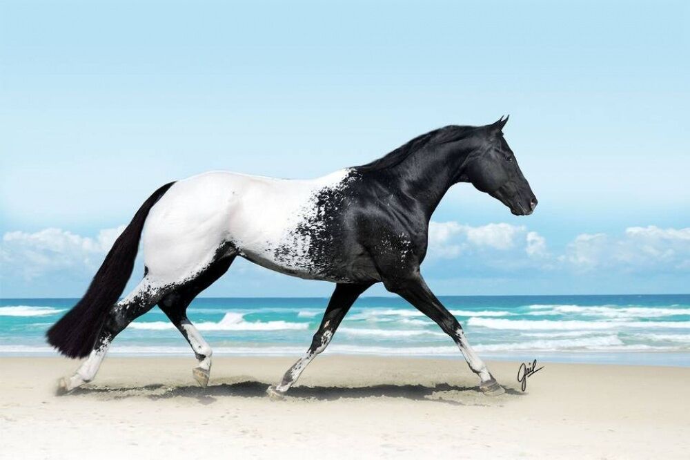 Подборка невероятно красивых лошадей Планеты 43